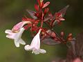 Glossy Abelia